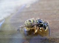 Wasp Nest Removal Bromley 371492 Image 2